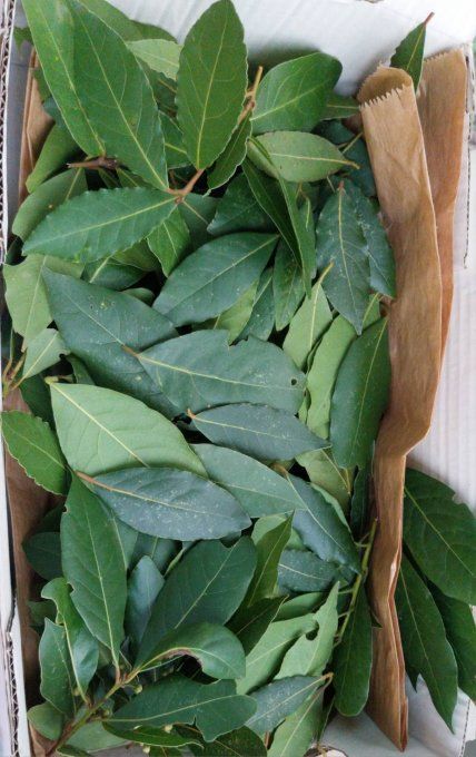 Feuilles séchées de laurier Bio pour épice ou infusion